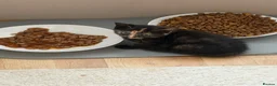 Mixed Breed cats for sale: 2 remaining kittens- £120 each or £220 for both  - Advert 7