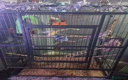 Cockatiels birds for sale: Baby Pied cockatiels - Advert 4