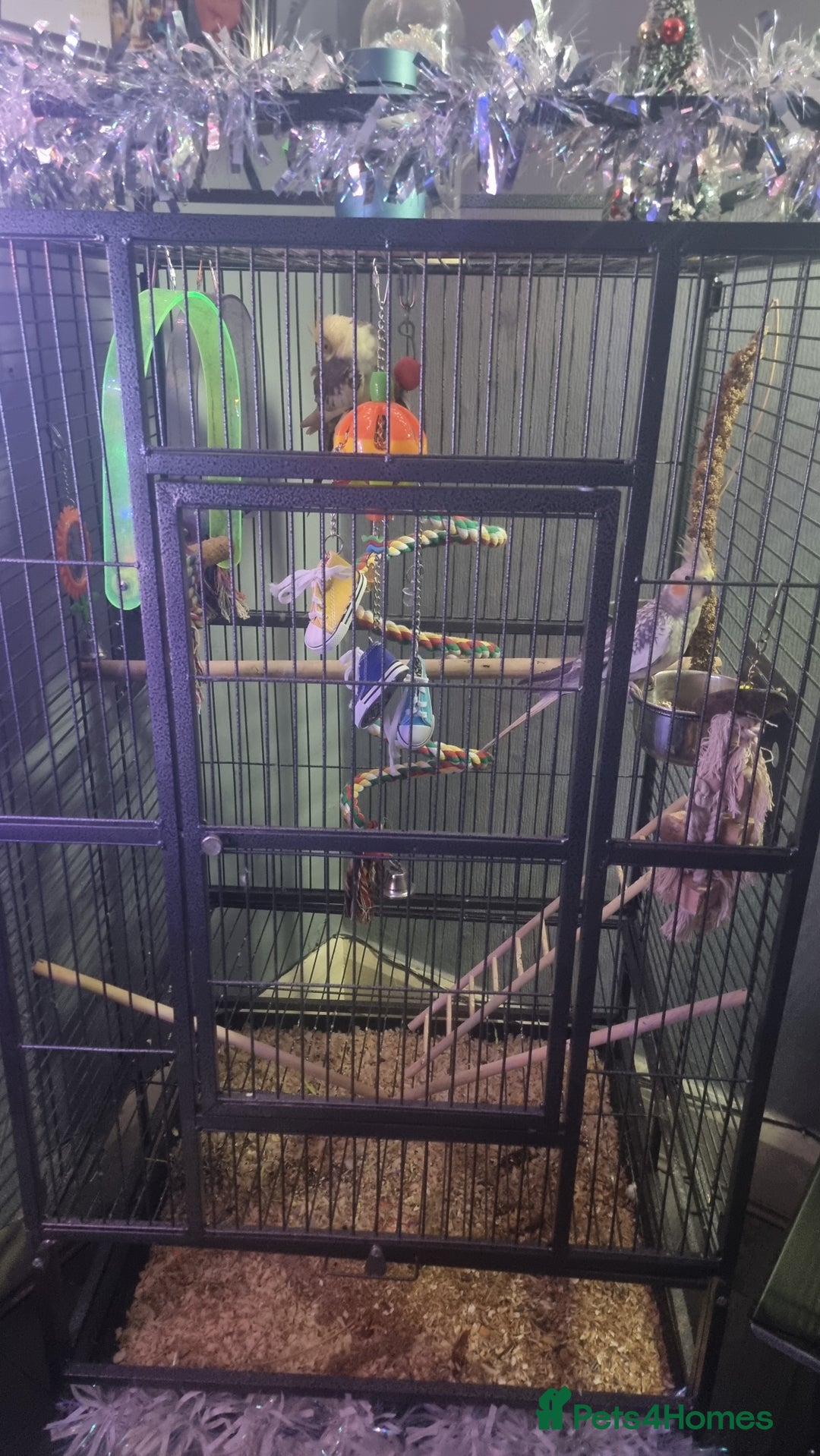 Cockatiels birds for sale: Baby Pied cockatiels - Advert 4