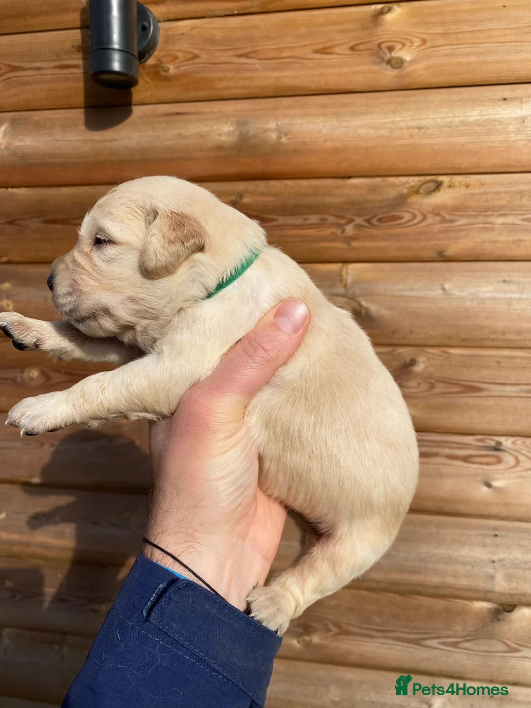Golden Retriever dogs for sale: 💛🤍 5 Star ⭐️🐶 Golden Retriever Pups 🐶 🌟🤍💛 - Advert 30