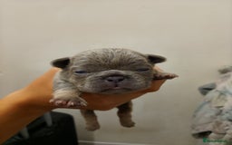 French Bulldog dogs for sale: French bulldog carrying fluffy and isabella - Image 5