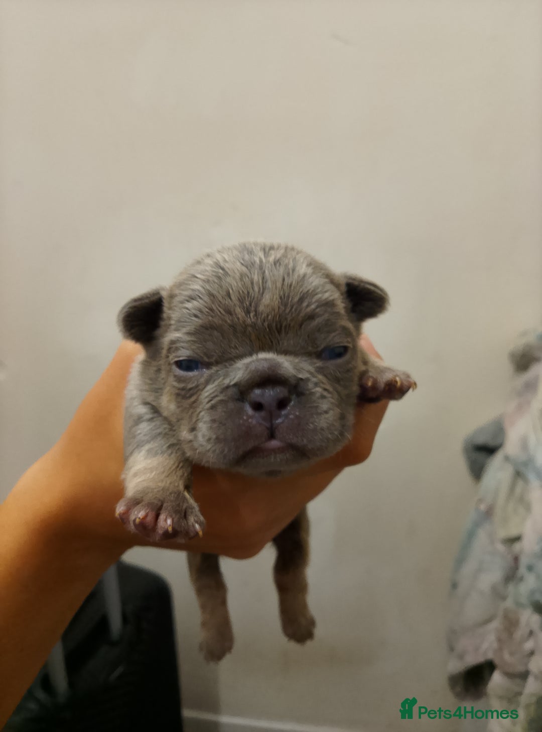 French Bulldog dogs for sale: French bulldog carrying fluffy and isabella - Image 5