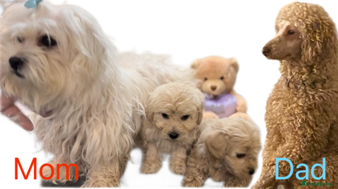 Maltipoo dogs for sale: Beautiful Maltipoo girls looking for lovely home  - Image 9