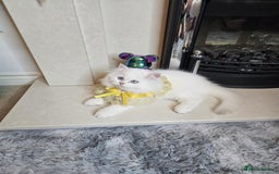 British Longhair cats for sale: Purebred British Longhair Boys-WCF Pedigree - Image 7