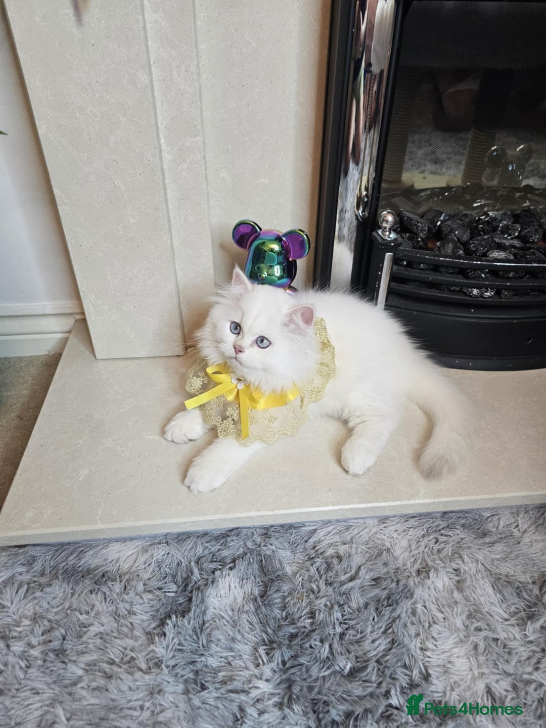 British Longhair cats for sale: Purebred British Longhair Boys-WCF Pedigree - Image 7