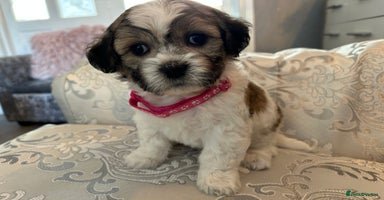 Mixed Breed dogs - Advert 10