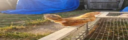 Chickens poultry for sale: 2 Serama chickens - Advert 10