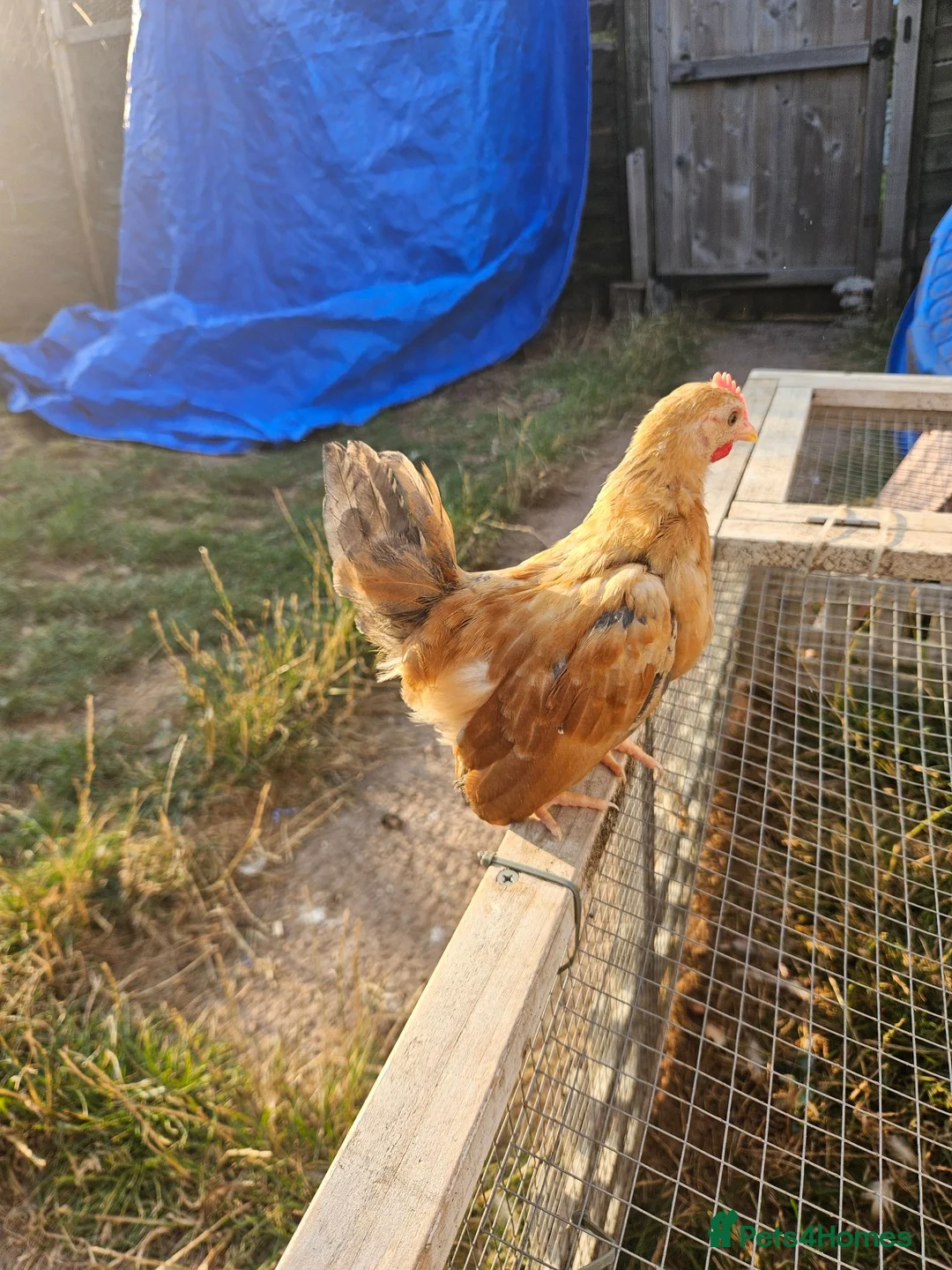 Chickens poultry for sale: 2 Serama chickens - Advert 10