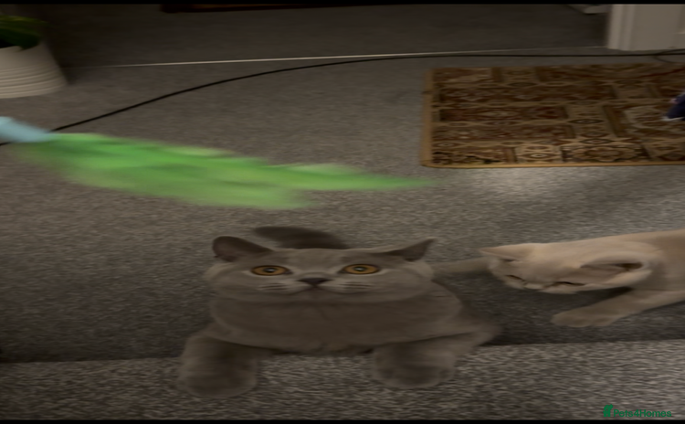 British Shorthair cats - Advert 2