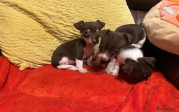 Jack Russell dogs for sale: Jack Russell puppies short legged  - Image 2