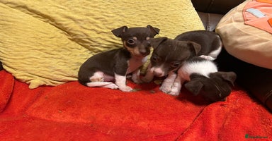 Jack Russell dogs - Advert 5