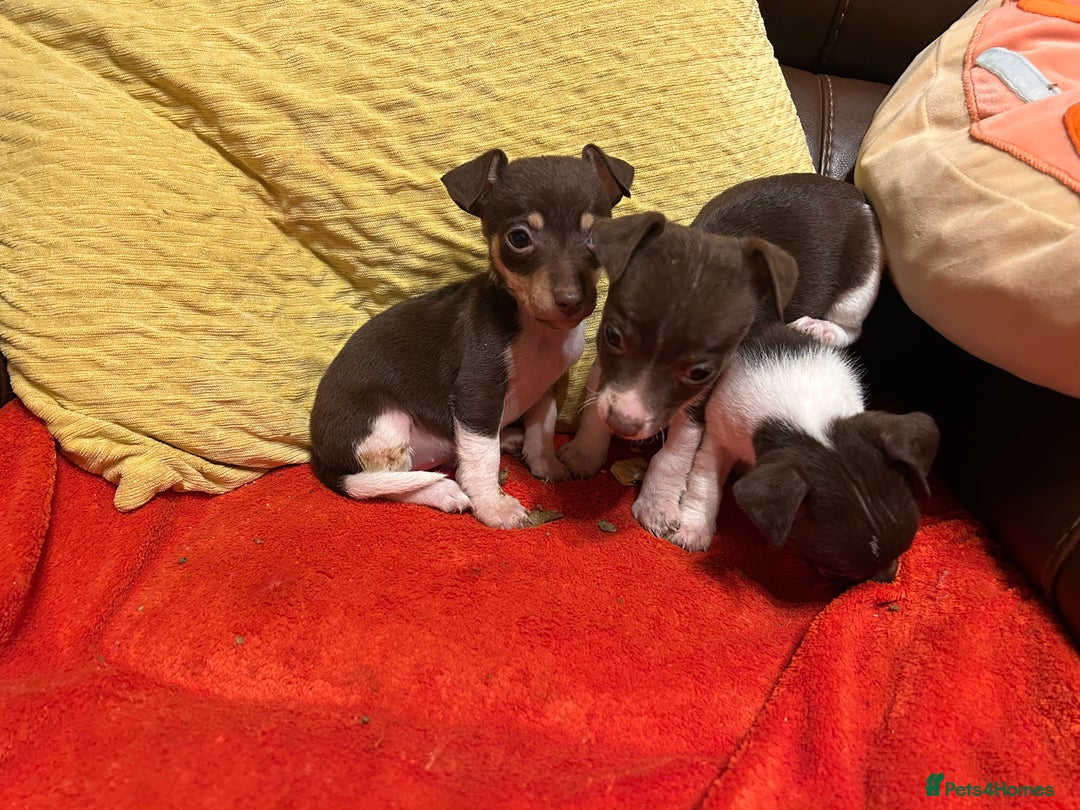 Jack Russell dogs for sale: Jack Russell puppies short legged  - Image 2