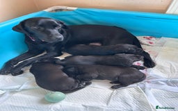 Labrador Retriever dogs for sale: Beautiful chunky puppies - Image 3