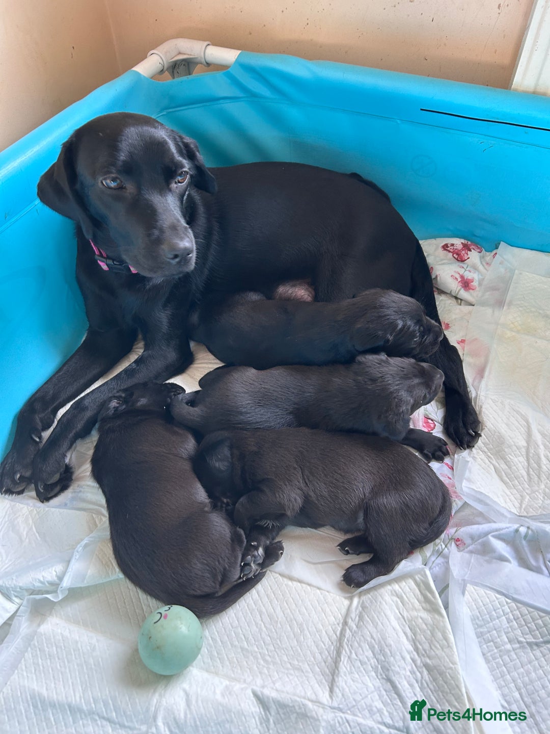 Labrador Retriever dogs for sale: Beautiful chunky puppies - Image 3