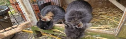 Mixed Breed rabbits for sale: Small, cute, soft, friendly bonded bunny brothers  - Advert 15
