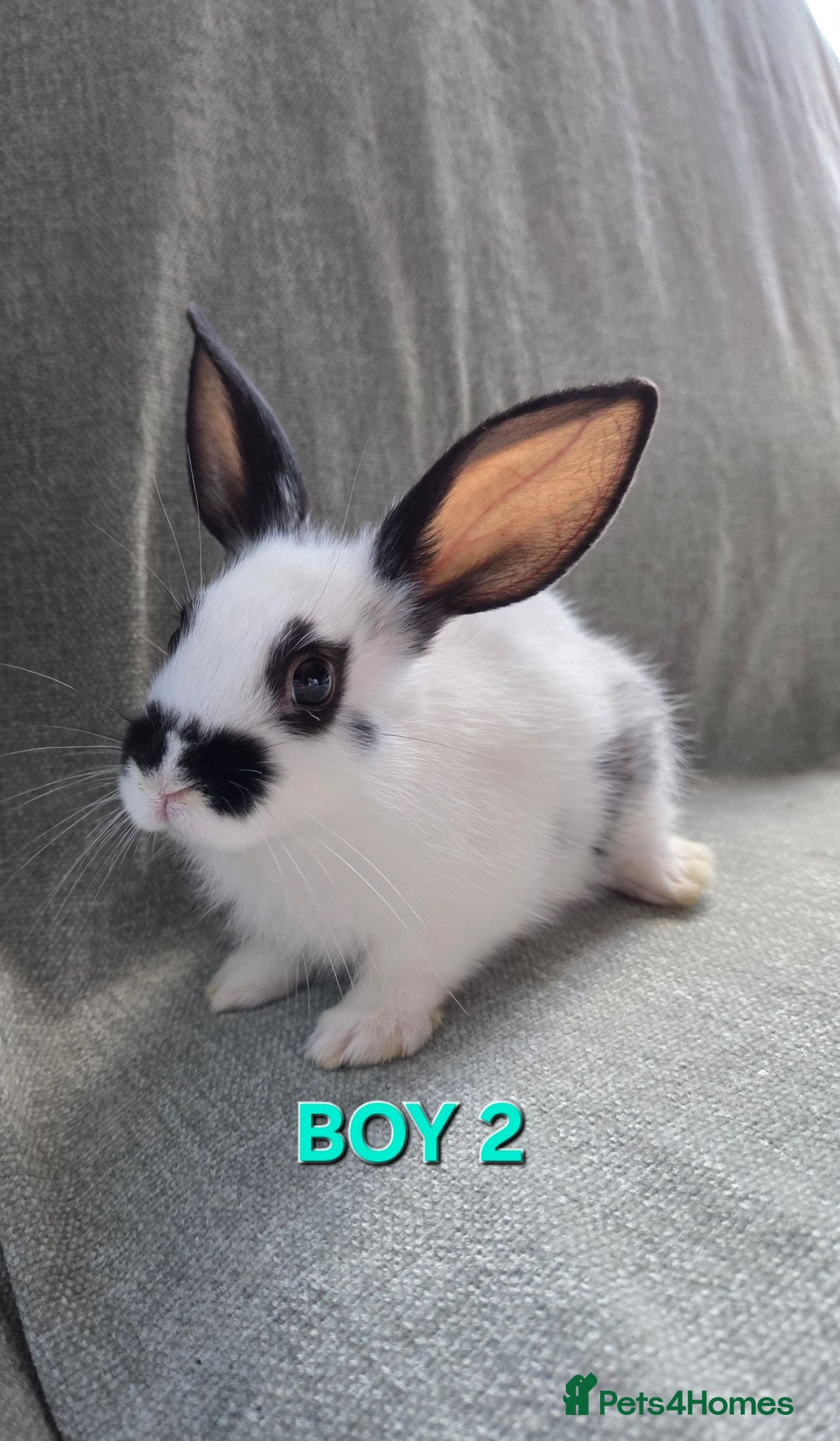 Lionhead rabbits ☆£70 per pair☆Lion head cross *sold in pairs  - Advert 1