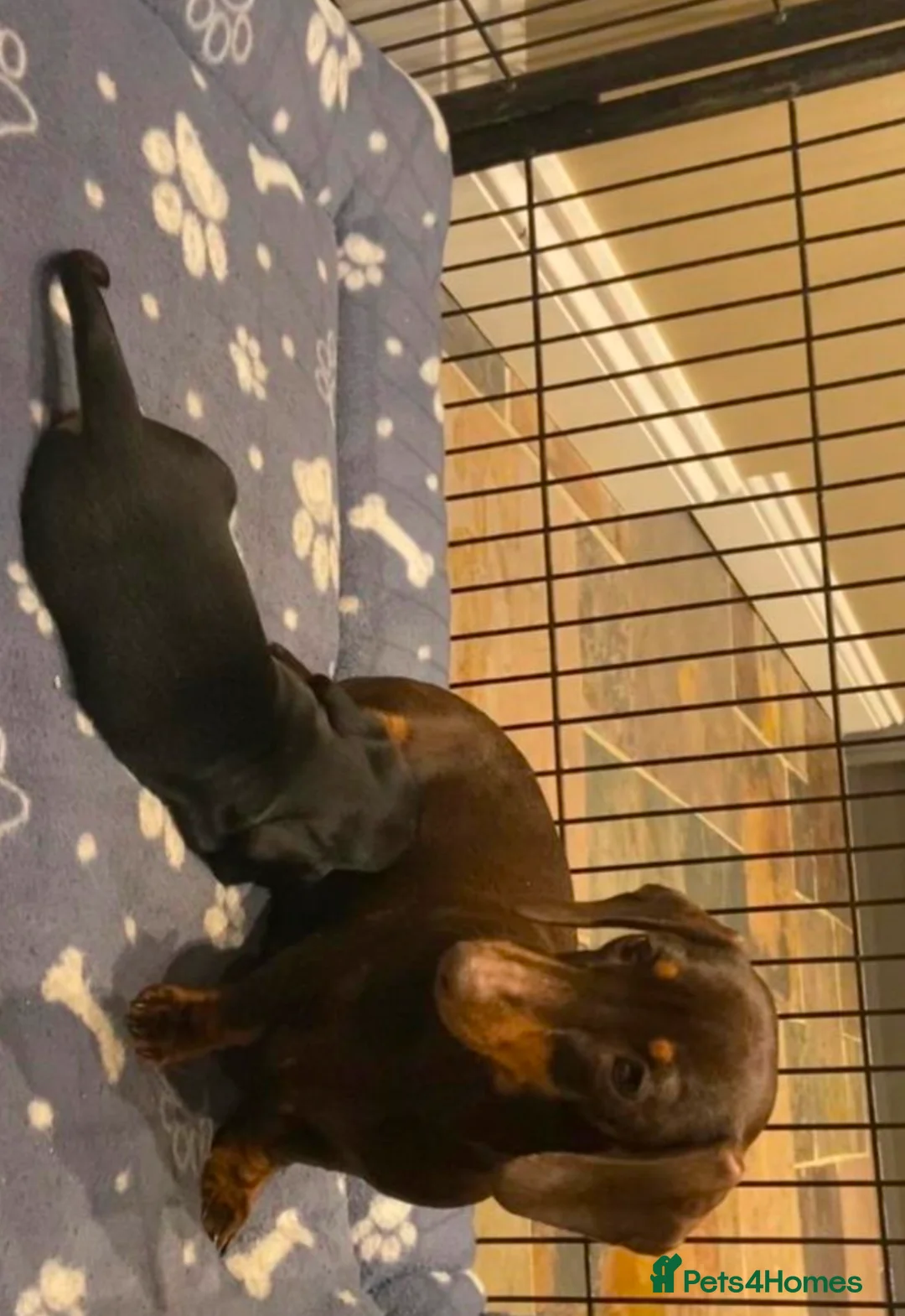 Miniature Dachshund dogs for sale: Gorgeous black & tan miniature dachshund girl - Advert 4