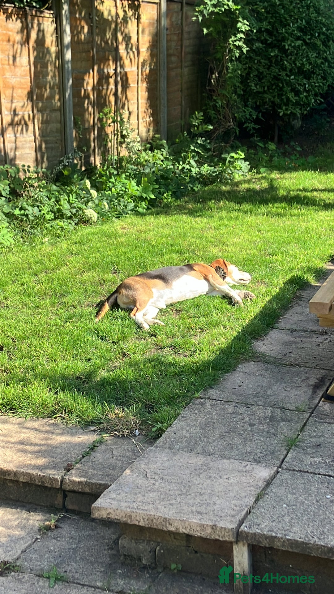 Beagle dogs for stud: Baxter wants a date - Advert 14