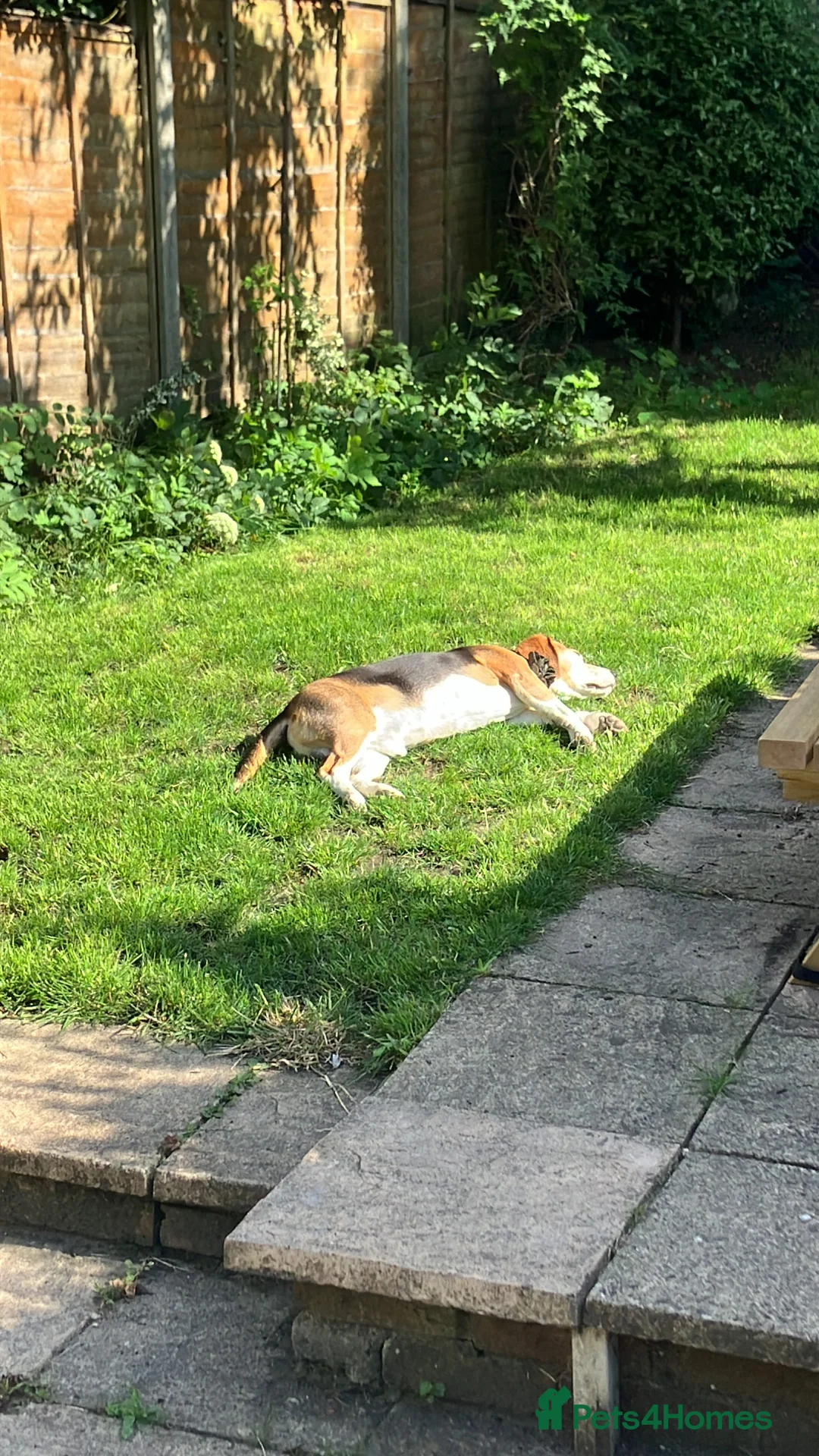 Beagle dogs for stud: Baxter wants a date - Advert 14