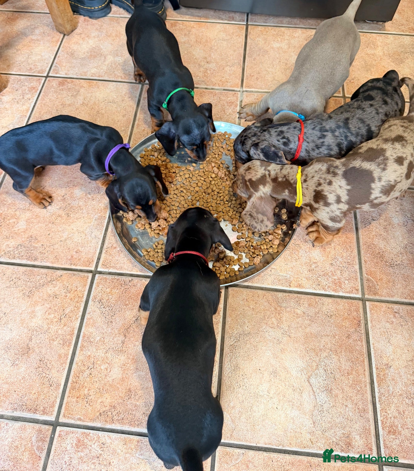 Dachshund dogs Beautiful Dachshund Puppies  - Advert 2