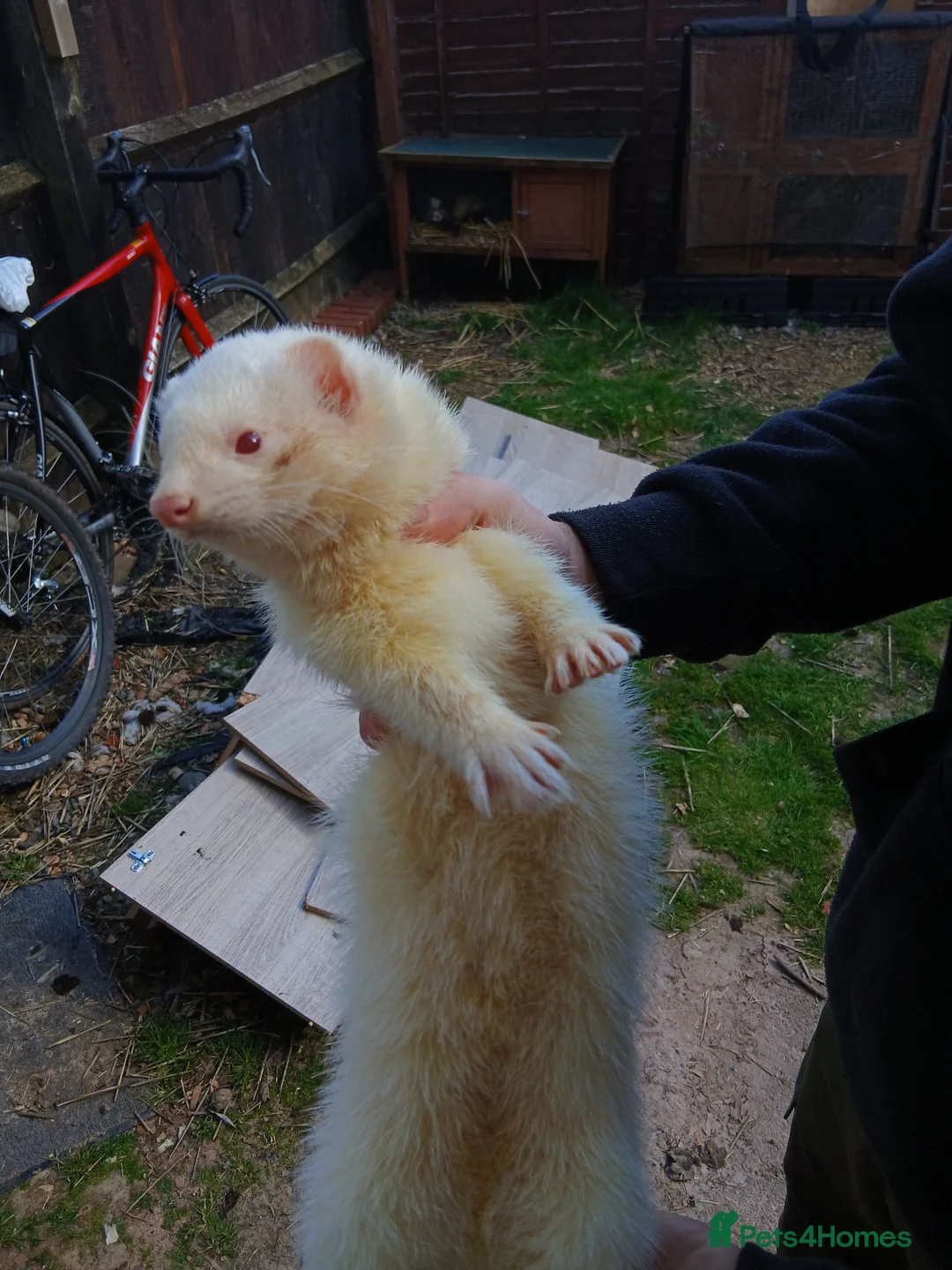 Ferret rodents for sale: Working White hob ferret in Hereford - Advert 1