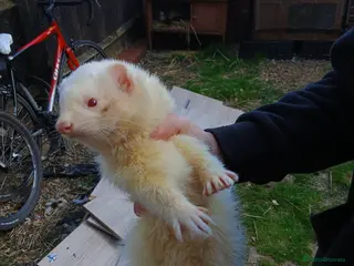 Ferret rodents Working White hob ferret - Advert 4