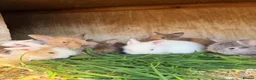 Lionhead rabbits for sale: Lion head rabbits  in Swaffham - Advert 1