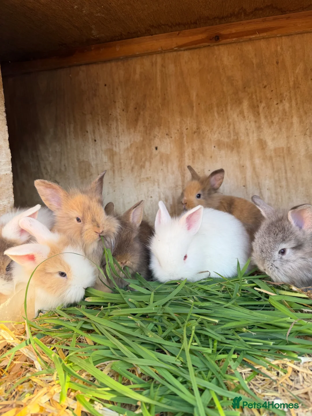 Lionhead rabbits for sale: Lion head rabbits  in Swaffham - Advert 1