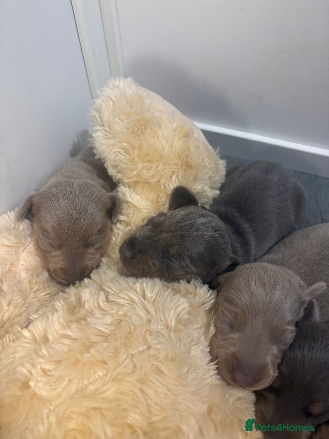 Dachshund dogs for sale: Dachshund Puppies for sale  - Advert 6