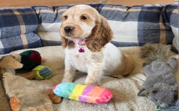 Cocker Spaniel dogs for sale: Show Type Cocker Spaniels - Image 4