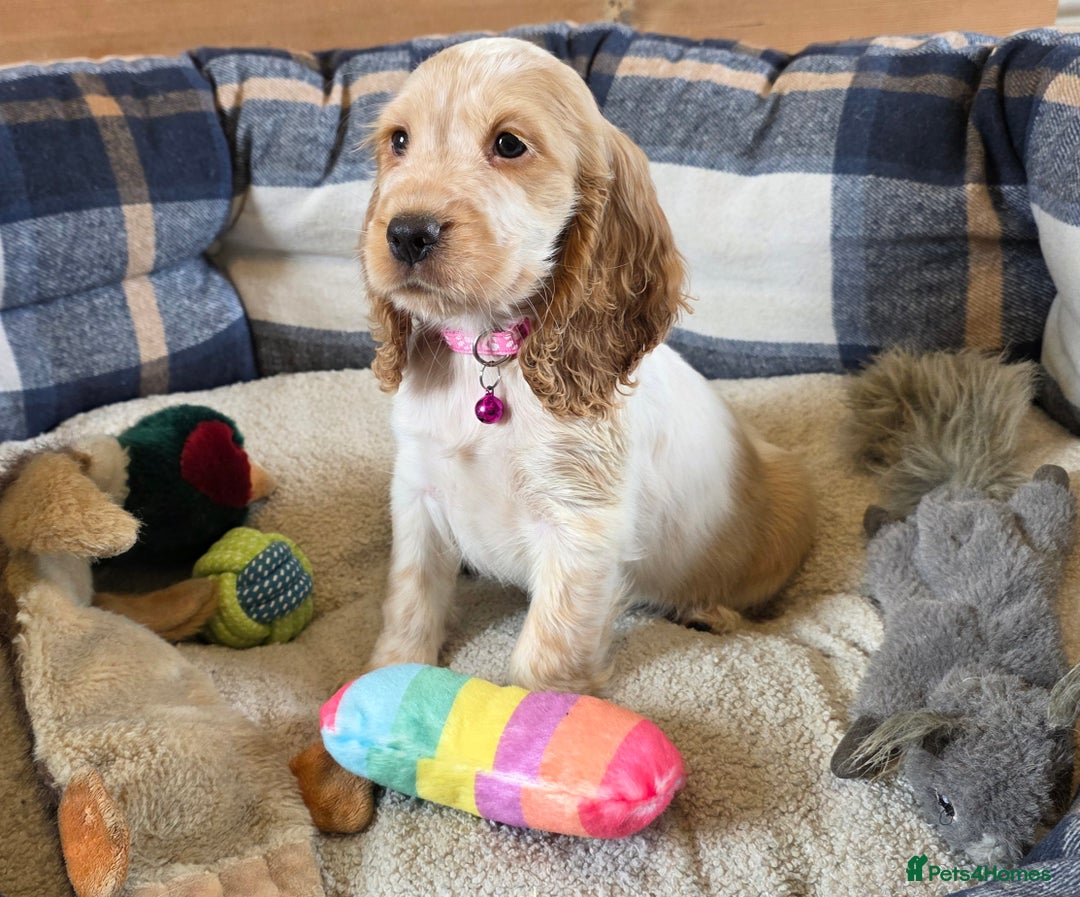Cocker Spaniel dogs for sale: Show Type Cocker Spaniels - Image 4