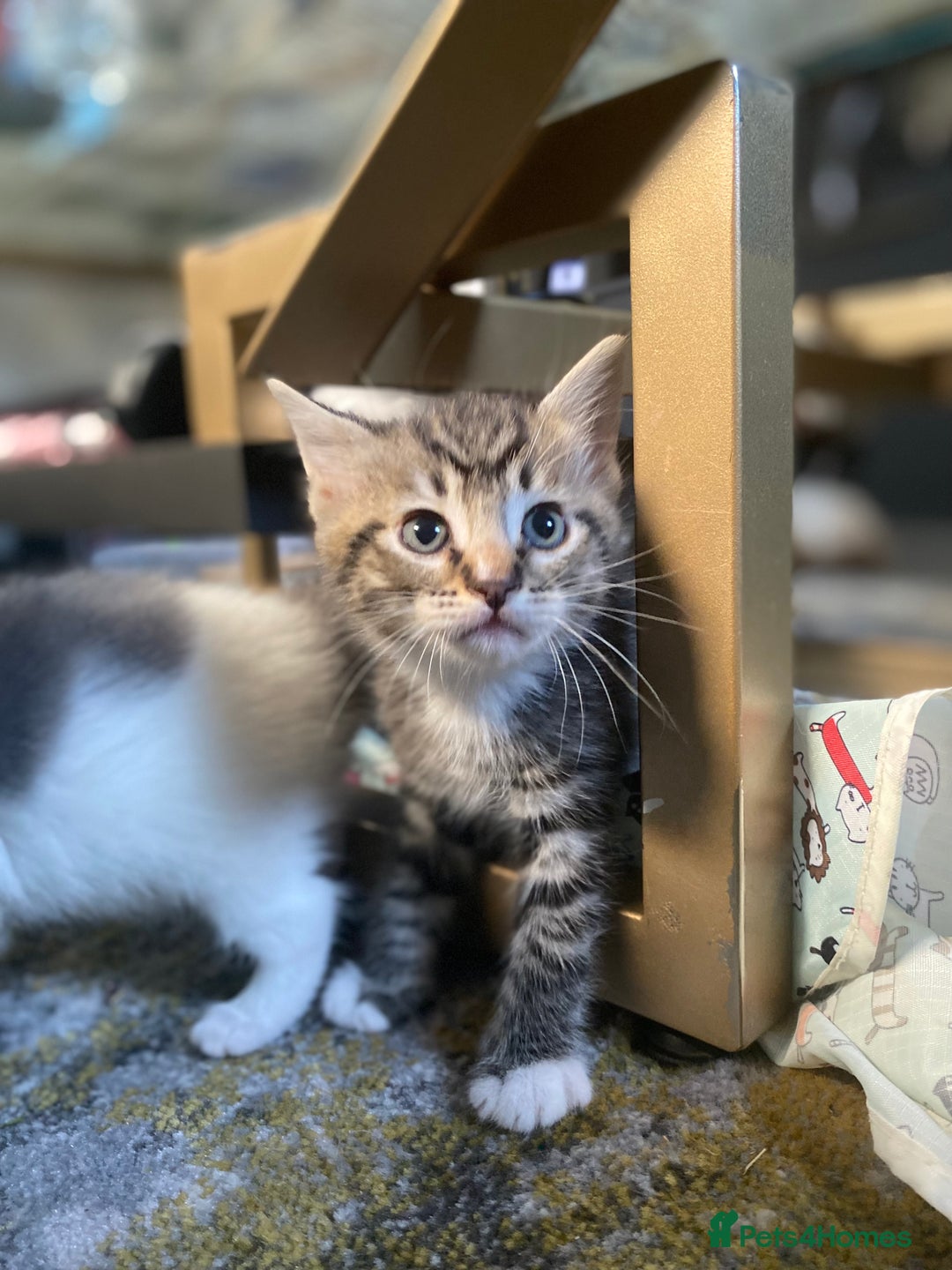 RagaMuffin cats for sale: 🐾 **Adopt Ragdoll-Shorthair Kitten!** 🐾 - Image 5