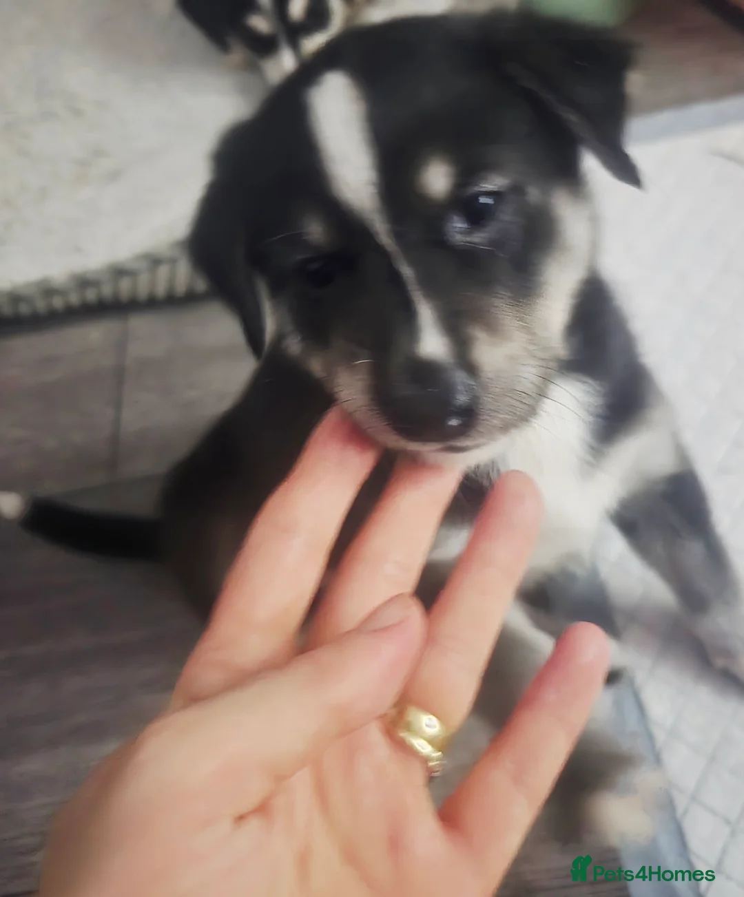 Mixed Breed dogs for sale:  Last puppy looking for his forever home ;)   - Advert 10