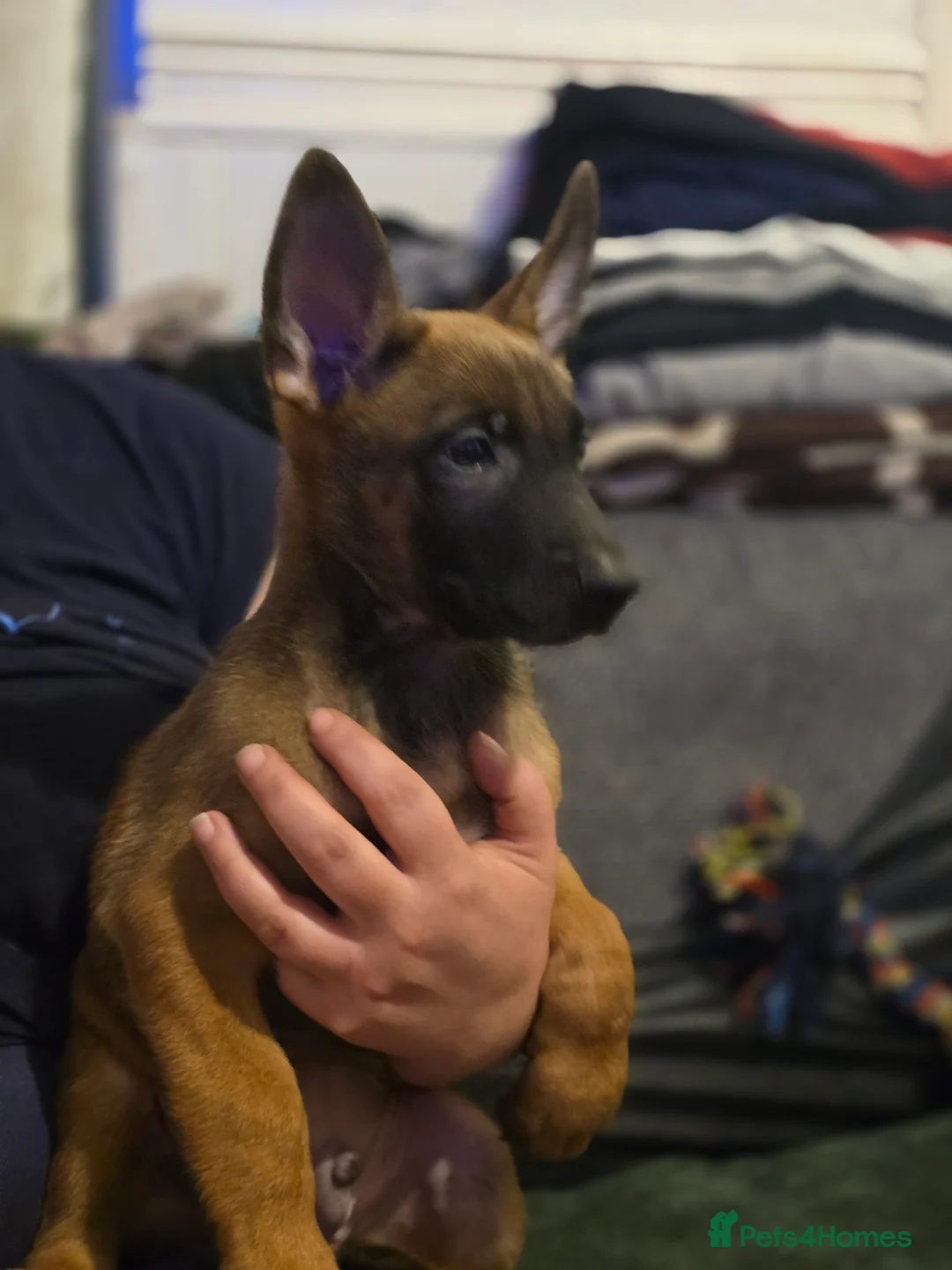 Belgian Shepherd Dog dogs for sale: Belgian Malinois Puppies- Ready for Loving Homes in Boston - Advert 6
