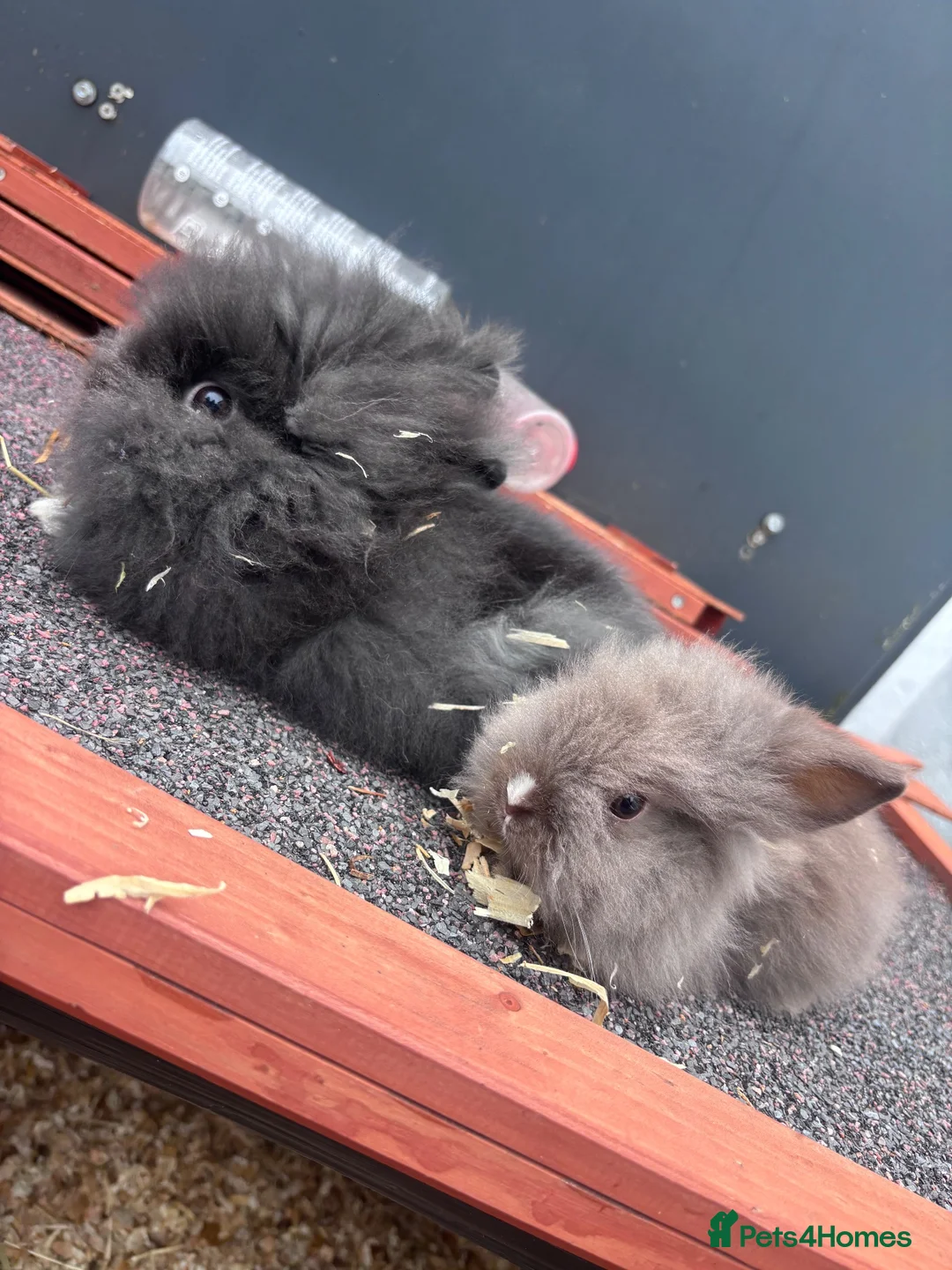 Lionhead rabbits for sale: Six baby lion heads for Sale ready now  - Advert 21