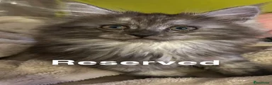 Maine Coon 5 Willow Pink Female