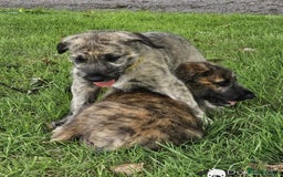 Irish Wolfhound dogs for sale: Irishwolfhounds for sale - Image 3