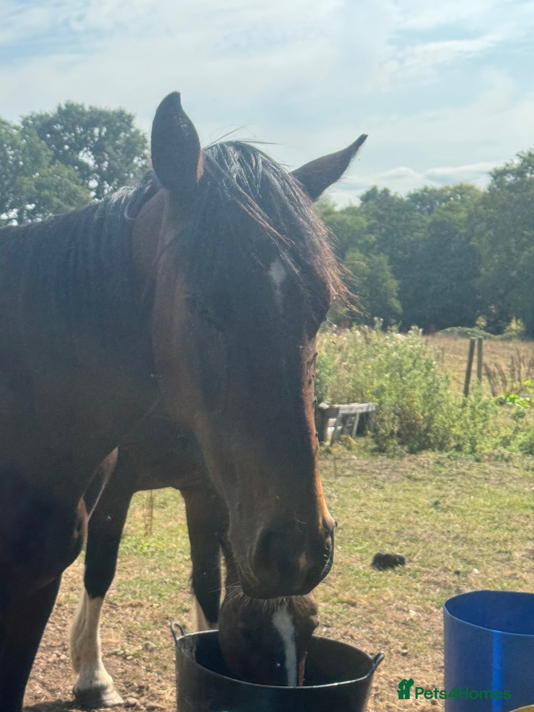 British Warmblood horses for sale: Larry long legs - Super Youngster  - Image 5