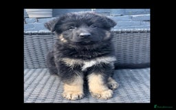 German Shepherd dogs for sale: German Shepherd puppies 💜🩵❤️ - Image 8