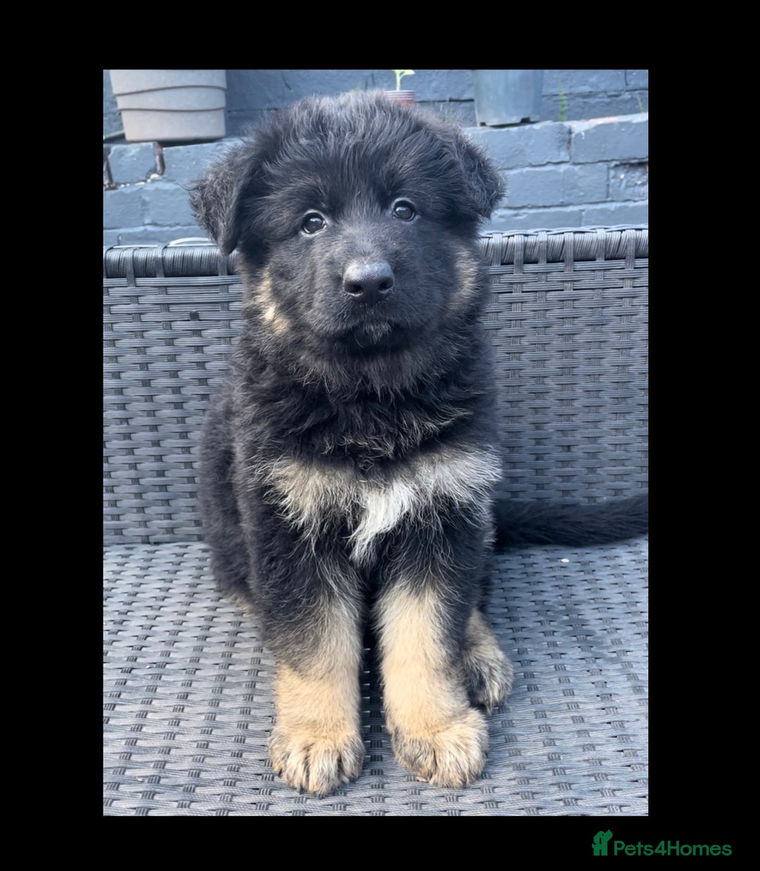 German Shepherd dogs for sale: German Shepherd puppies 💜🩵❤️ - Image 8