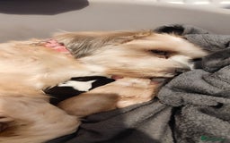 Tibetan Terrier dogs for sale: KC Tibetan Terrier Puppy  - Image 2