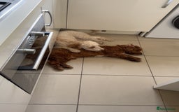 Cockapoo dogs for sale: 2 Male Cockapoos need a home :( - Image 3