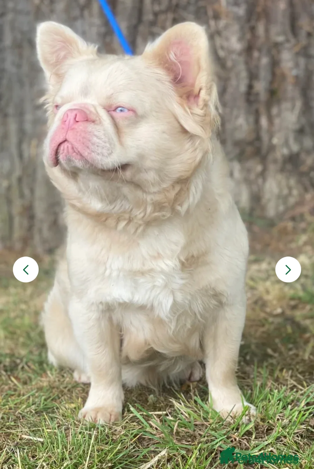 French Bulldog dogs for sale: Blue and tan frenchie girl  - Advert 6