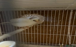 Canaries birds for sale: harlequins canary pairs and canaries  - Image 9
