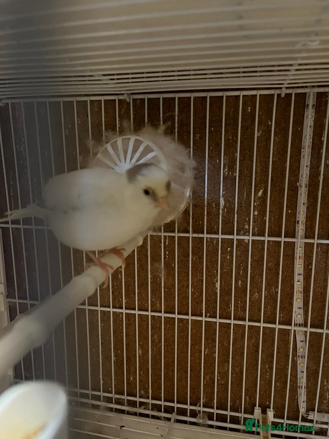 Canaries birds for sale: harlequins canary pairs and canaries  - Image 9
