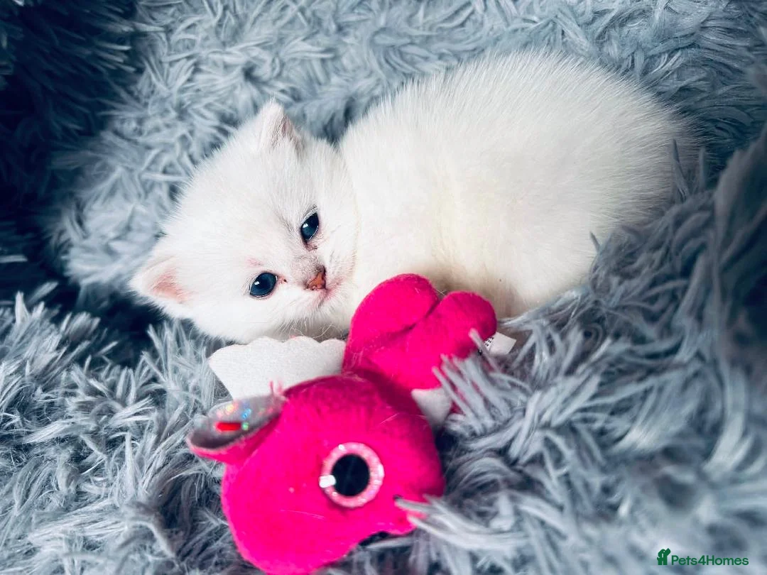 British Shorthair cats for sale: Last girl left - British Shorthair Silver Tipped - Advert 1