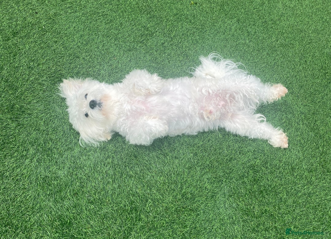 Maltese dogs for stud:  Maltese Dog Available For Stud  in West Bromwich - Image 5