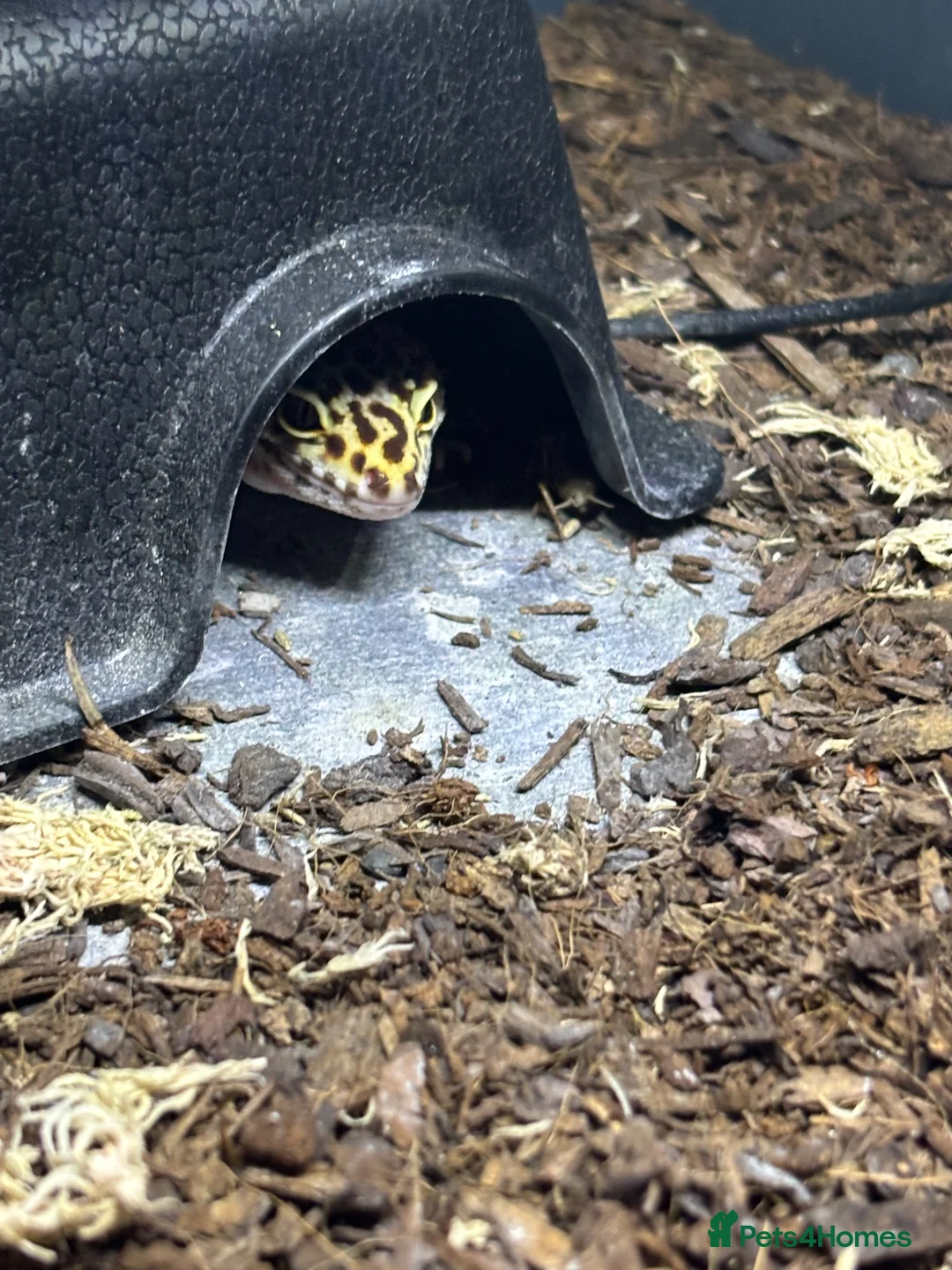 Leopard Gecko reptiles for sale: X2FULL SET UP male+female leopard gecko(breedable) in Ashton-under-Lyne - Advert 17