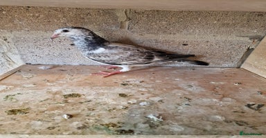 Doves birds - Advert 5