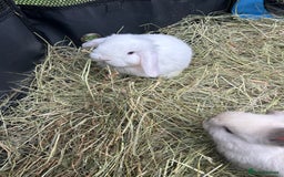 Mini Lop rabbits for sale: 6 pure baby mini lops  - Image 7